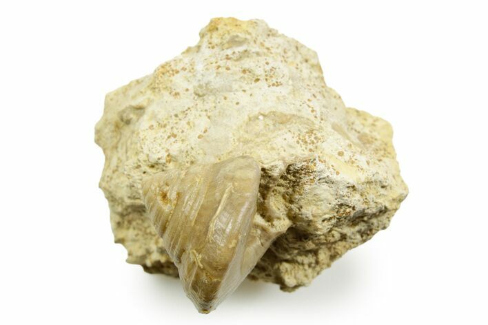 Jurassic Sea Snail (Pleurotomaria) Fossil - Évrecy, France #367784